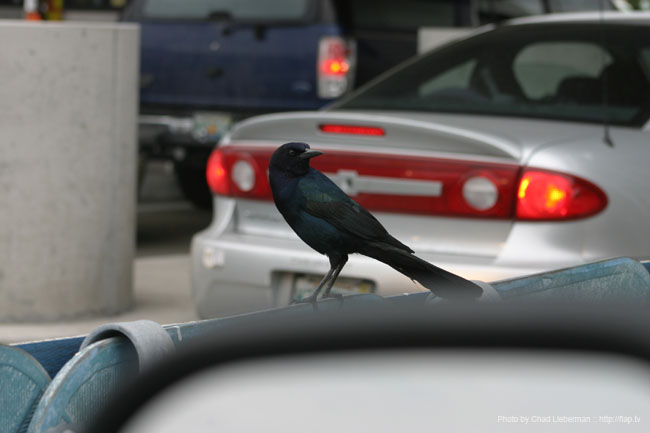 Photo by Chad Lieberman IMG_4628