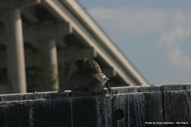 Photo by Chad Lieberman IMG_5229
