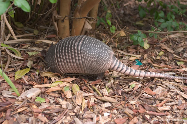 Photo by Chad Lieberman CRW_5642