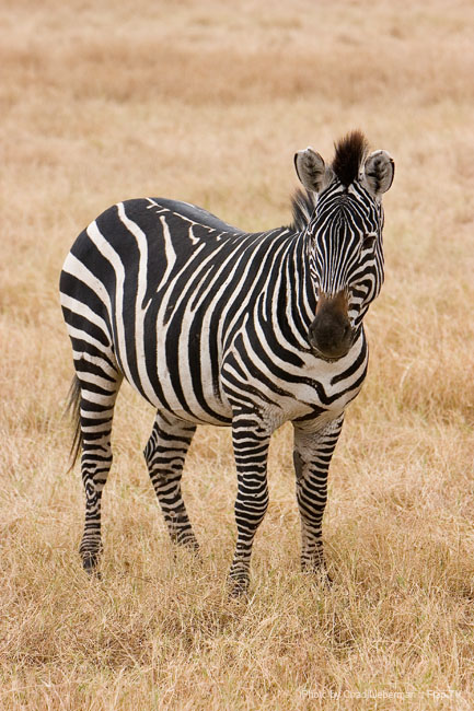Photograph by Chad Lieberman CRW_6163