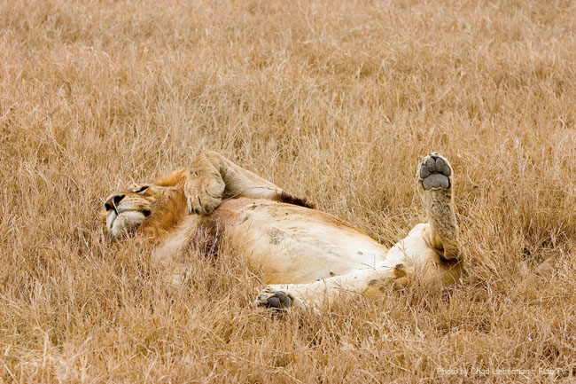 Photograph by Chad Lieberman CRW_6242