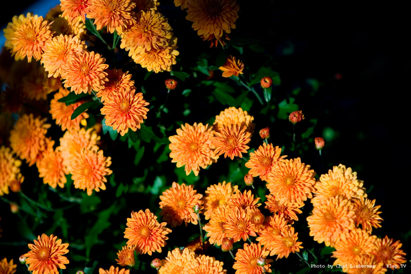 Photograph by Chad Lieberman CRW_1747