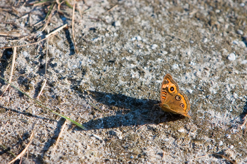 Photograph by Chad Lieberman CRW_2774