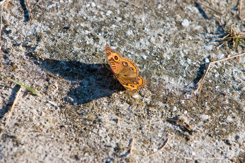 Photograph by Chad Lieberman CRW_2775